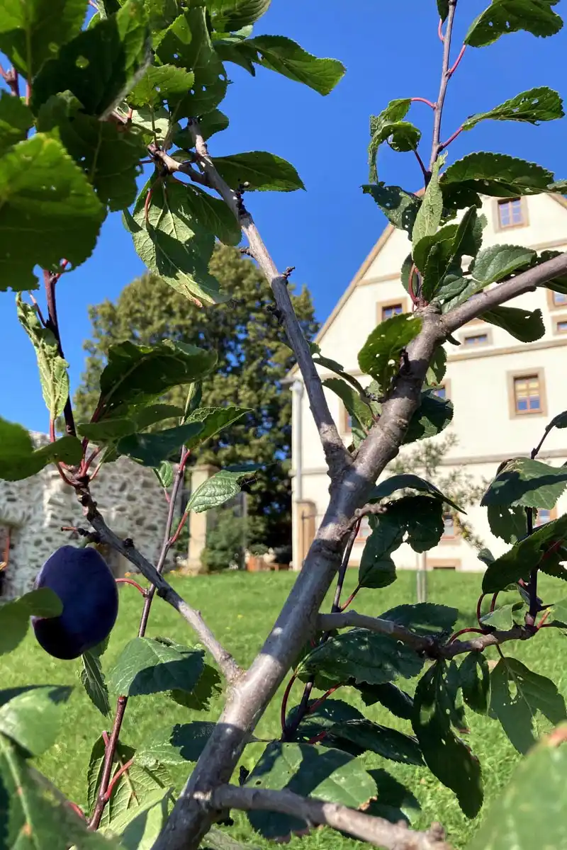 Lindenhof Michaelis - Außenansicht mit Pflaumenbaum